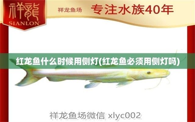 紅龍魚多少公分開始打側燈（紅龍魚打側燈的最佳時機）