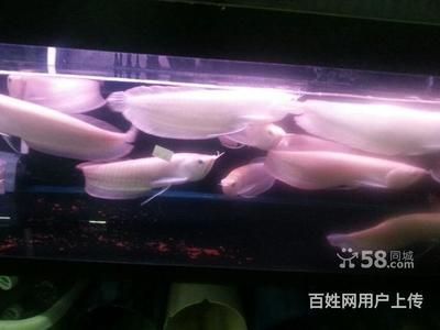 網(wǎng)上哪家賣龍魚：網(wǎng)上賣龍魚，網(wǎng)上哪家賣龍魚網(wǎng)上哪家賣龍魚網(wǎng)上哪家賣龍魚 網(wǎng)上哪家賣龍魚：網(wǎng)上賣龍魚，網(wǎng)上哪家賣龍魚網(wǎng)上哪家賣龍魚網(wǎng)上哪家賣龍魚 龍魚百科 第3張