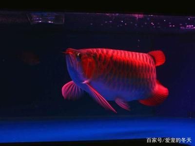 龍魚喂冷凍蝦行嗎：如何判斷冷凍蝦是否新鮮,龍魚喂食冷凍蝦的正確方法