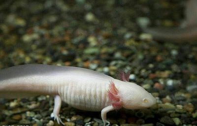 龍魚可以吃黃鱔嗎：龍魚可以吃黃鱔嗎，