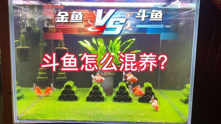 斗魚和金龍魚一起養可以嗎？，斗魚和金龍魚可以一起養嗎