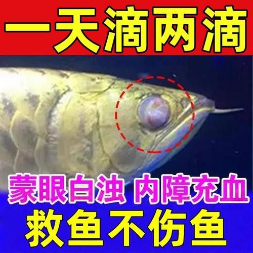 金龍魚(yú)眼睛白點(diǎn)是什么原因