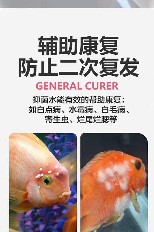 金龍魚眼睛白點是什么原因