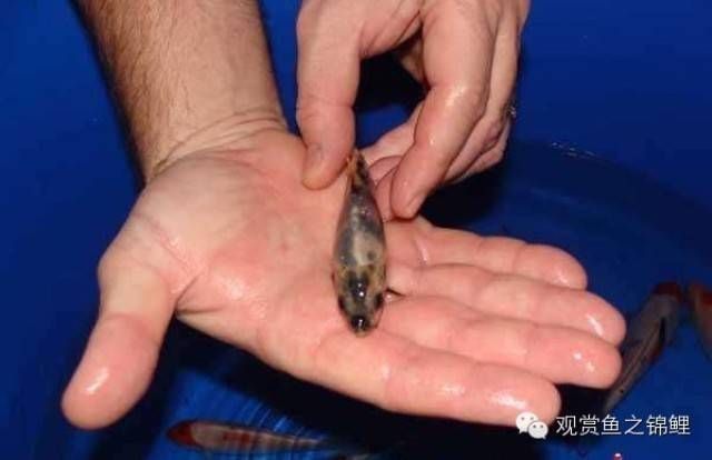 錦鯉幾公分長開始變色
