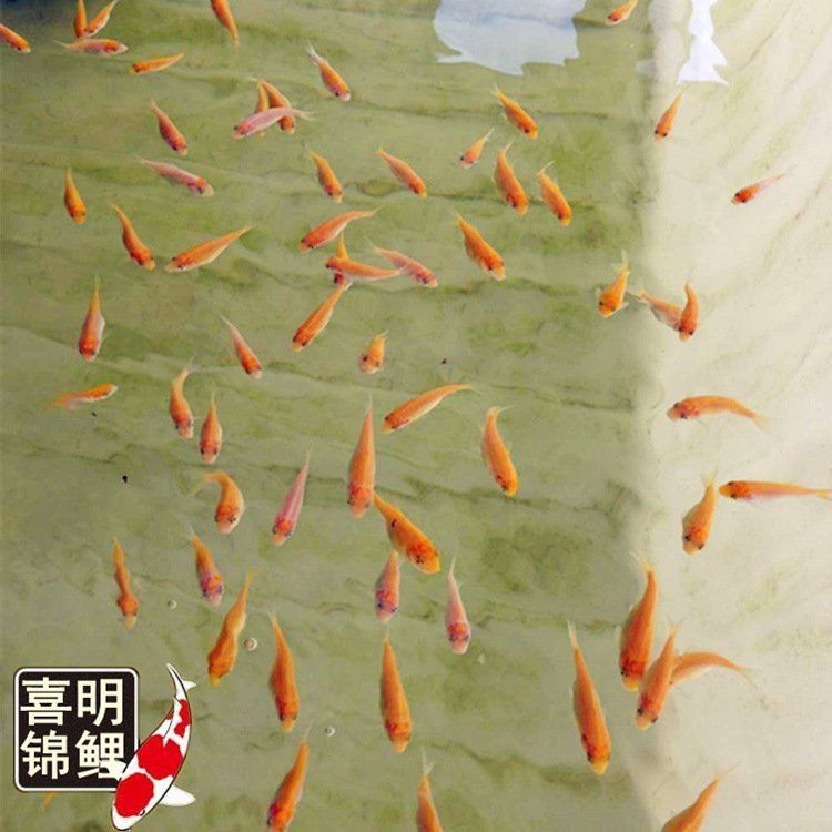 錦鯉幾公分長開始變色