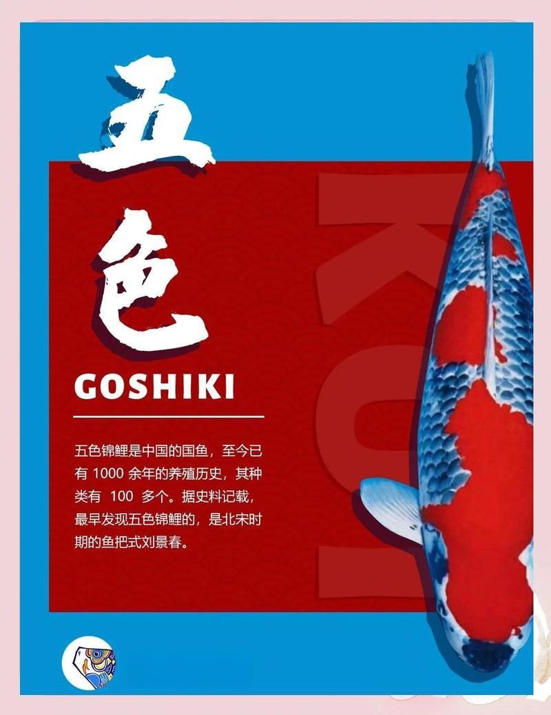 錦鯉幾公分長開始變色