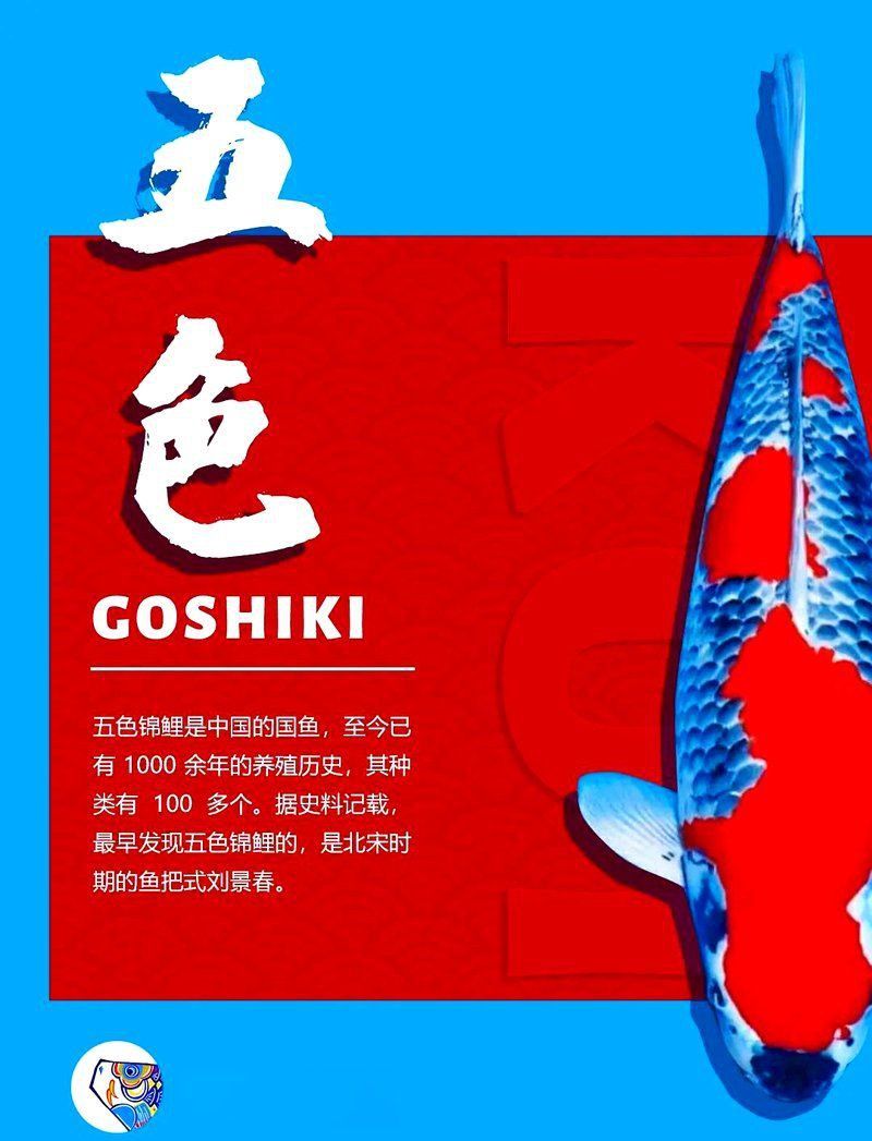 錦鯉幾公分長開始變色