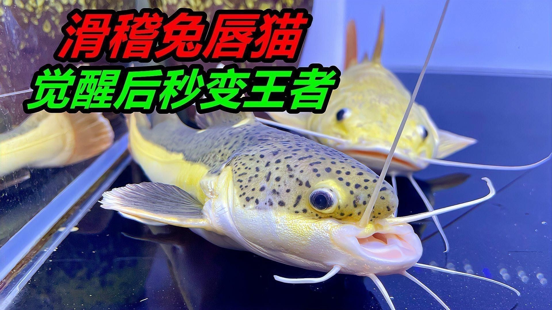 招財貓魚和龍魚的區別是什么