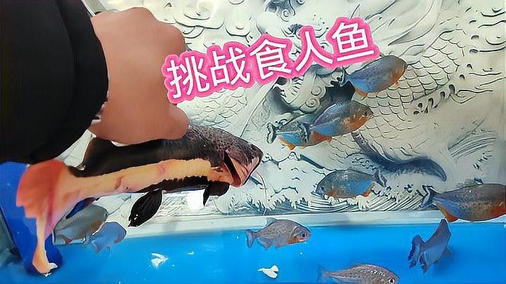 招財貓魚和龍魚的區別是什么