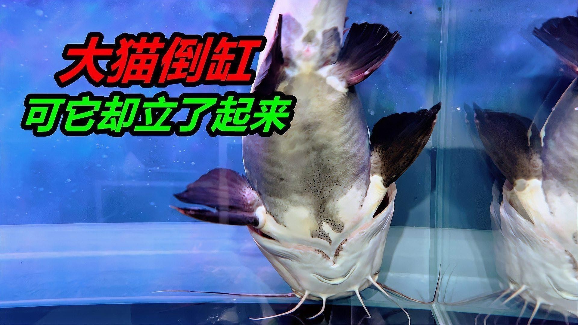 招財貓魚和龍魚的區別是什么