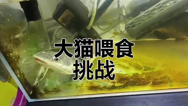 招財貓魚和龍魚的區別是什么