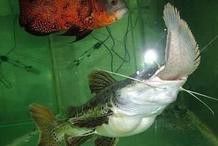 招財貓魚和龍魚的區別是什么