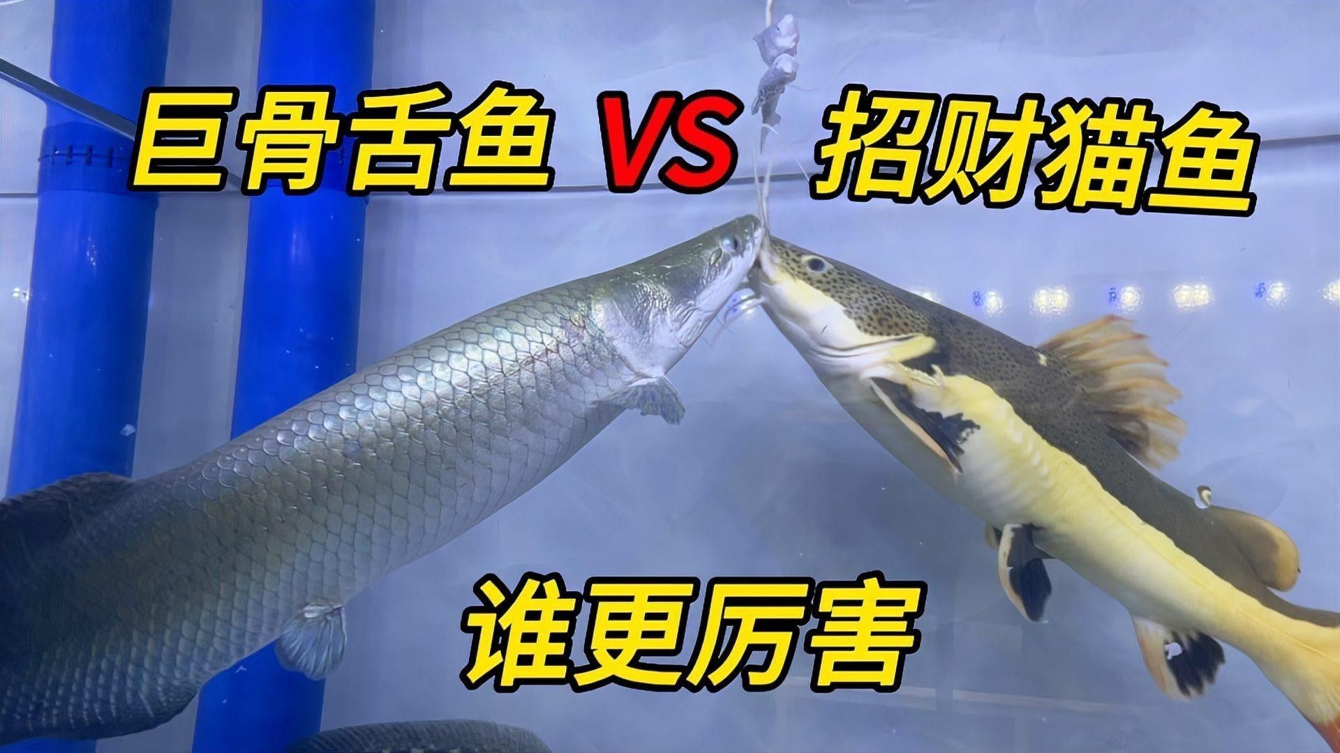 招財貓魚和龍魚的區別是什么