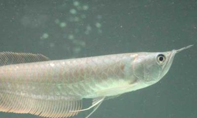 20cm的銀龍魚一天吃多少粒（20厘米的銀龍魚可以喂食一些稍大一點的魚兒和蝦） 20cm的銀龍魚一天吃多少粒（20厘米的銀龍魚可以喂食一些稍大一點的魚兒和蝦） 龍魚百科 第3張
