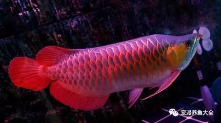 紅龍魚(yú)突然死亡預(yù)示著什么【紅龍魚(yú)死亡的風(fēng)水寓意】