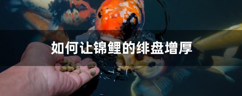 如何讓錦鯉的緋盤增厚