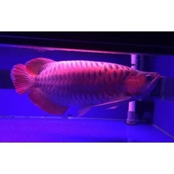 超級紅龍魚多少錢一條：超級紅龍魚多少錢一條超級紅龍魚多少錢一條