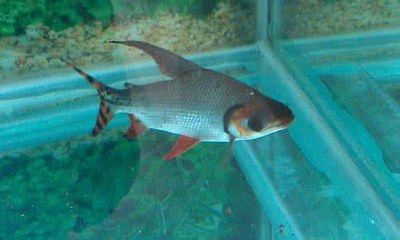 和紅龍魚混養的有哪些魚品種好看：和紅龍魚混養的品種較多，和紅龍魚混養的魚品種較多