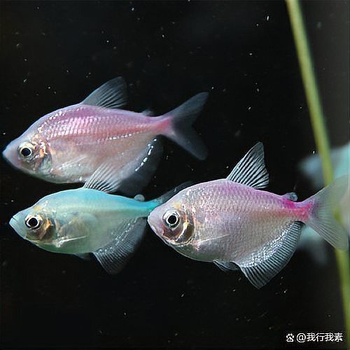 粗線銀板魚老是咬龍魚尾巴