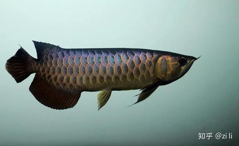 古典龍魚品種介紹