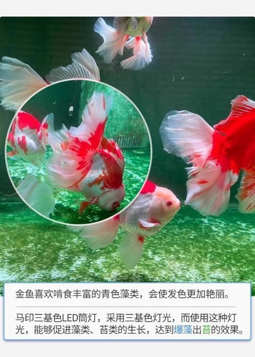 馬印水族增艷燈最新款價格表和圖片