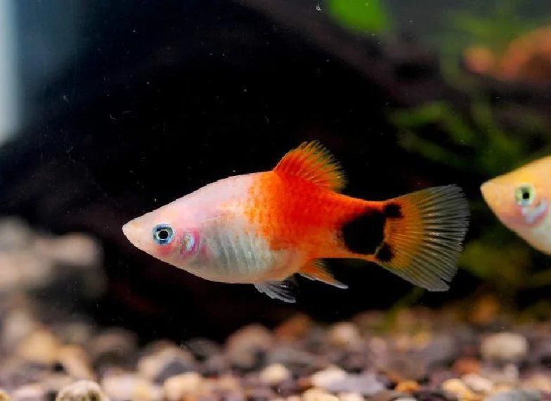 藍(lán)月光魚(yú)不能養(yǎng)的原因