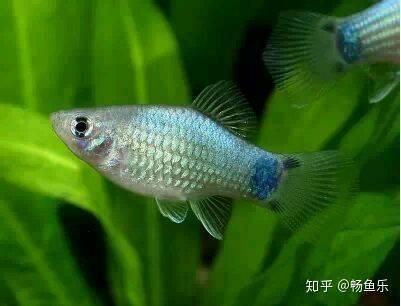 藍(lán)月光魚(yú)不能養(yǎng)的原因