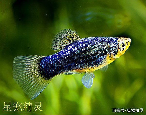 藍(lán)月光魚(yú)不能養(yǎng)的原因
