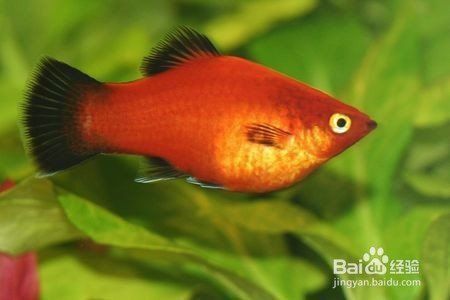 藍(lán)月光魚(yú)不能養(yǎng)的原因