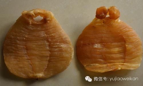 金龍魚魚膠種類大全，金龍魚膠的種類及其特點