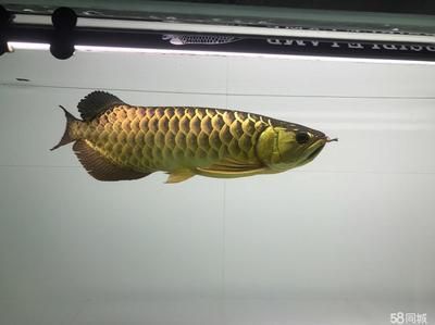 金龍魚可以治療虎魚凸眼嗎【金龍魚與虎魚凸眼治療沒有直接關系，金龍魚可以治療虎魚凸眼嗎】 金龍魚可以治療虎魚凸眼嗎【金龍魚與虎魚凸眼治療沒有直接關系，金龍魚可以治療虎魚凸眼嗎】 龍魚百科 第2張