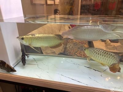 金龍魚可以治療虎魚凸眼嗎【金龍魚與虎魚凸眼治療沒有直接關系，金龍魚可以治療虎魚凸眼嗎】 金龍魚可以治療虎魚凸眼嗎【金龍魚與虎魚凸眼治療沒有直接關系，金龍魚可以治療虎魚凸眼嗎】 龍魚百科 第5張