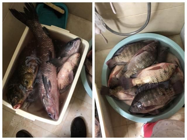 如何自制青龍魚飼料：自制青龍魚飼料的步驟和注意事項
