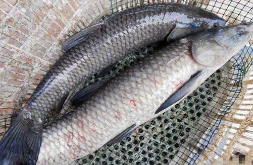 如何自制青龍魚飼料：自制青龍魚飼料的步驟和注意事項