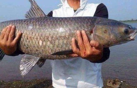 如何自制青龍魚飼料：自制青龍魚飼料的步驟和注意事項