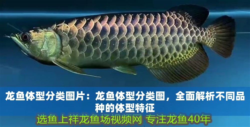 龍魚(yú)體型分類圖片：龍魚(yú)體型分類圖，全面解析不同品種的體型特征