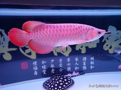 賣龍魚利潤大嗎，龍魚養殖成功案例分享