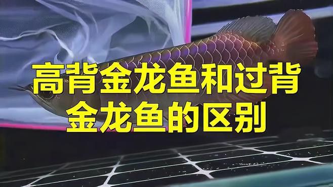 金龍魚的過背和高背怎么區分呢視頻講解