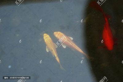 金龍魚配什么魚好：適合和金龍魚一起養的魚有：銀板、地圖魚、地圖魚、紅招財和皇冠三間等