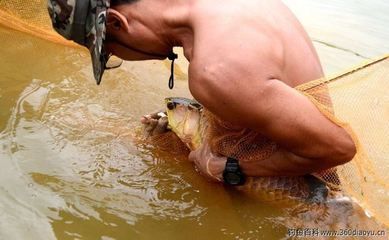 龍魚身體傾斜怎么回事（龍魚身體傾斜可能由哪些因素引起？）