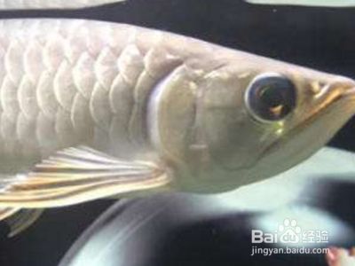 龍魚掉眼怎么恢復原狀：龍魚掉眼怎么辦？