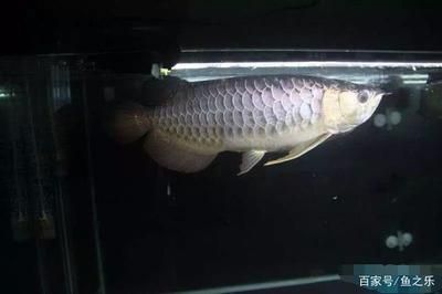 龍魚掉眼怎么恢復原狀：龍魚掉眼怎么辦？