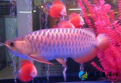 金龍魚會所指劃：金龍魚會所指劃“金龍魚會所”的具體地點或服務內容