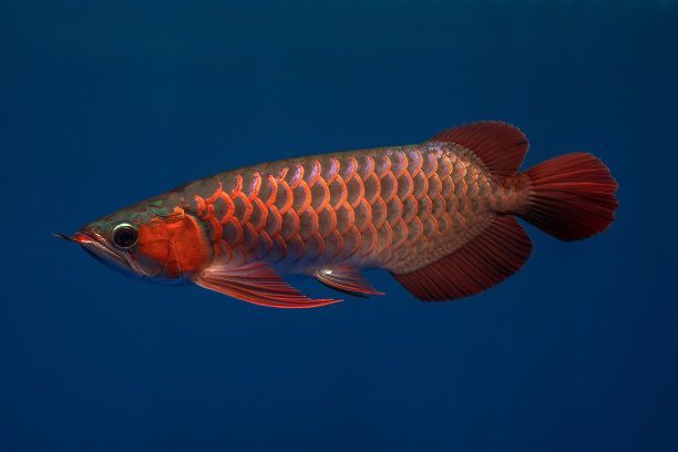紅龍魚藍底白背景可以不搭配嗎視頻：紅龍魚藍底白背景如何搭配