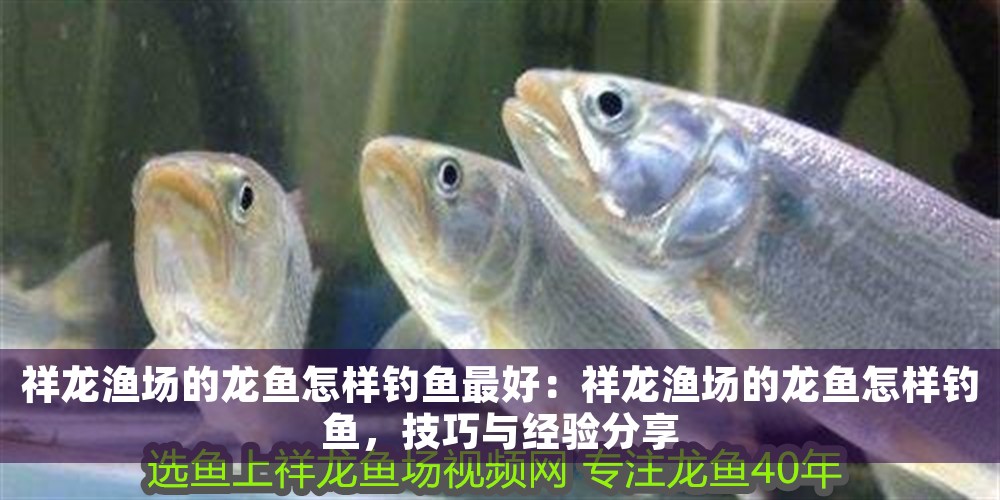 祥龍漁場的龍魚怎樣釣魚最好：祥龍漁場的龍魚怎樣釣魚，技巧與經驗分享