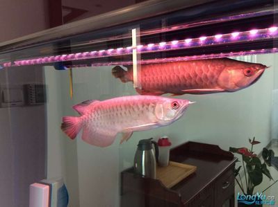 龍魚配多大尺寸的巴西亞（將巴西亞與龍魚混養(yǎng)時，尺寸匹配是一個關(guān)鍵因素，養(yǎng)魚者可以得出）
