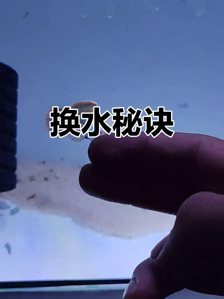 雷龍魚開口后多久換一次水？
