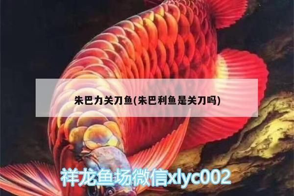 繁殖期朱巴利魚蛋白質來源：朱巴利魚繁殖期蛋白質攝入量
