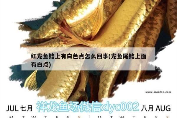 紅龍魚鰭上有白色點點是什么（紅龍魚鰭上的白色點可能是什么原因引起的） 紅龍魚鰭上有白色點點是什么（紅龍魚鰭上的白色點可能是什么原因引起的） 龍魚百科 第3張