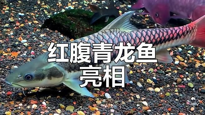 青龍魚和金龍魚的區別 青龍魚和金龍魚的區別 龍魚百科 第1張